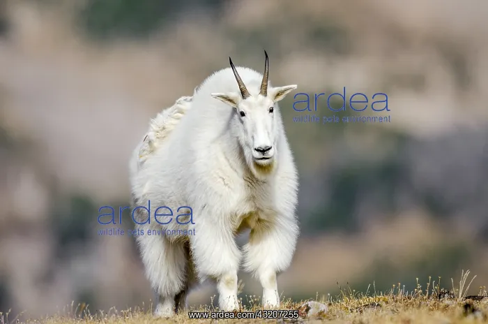 : Mountain Goat Billy (Oreamnos americanus) in the : Mountain Goat Billy (Oreamnos americanus) in the