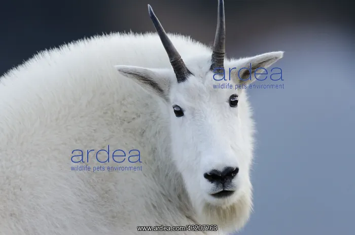 : Mountain Goat Billy (Oreamnos americanus) in the : Mountain Goat Billy (Oreamnos americanus) in the