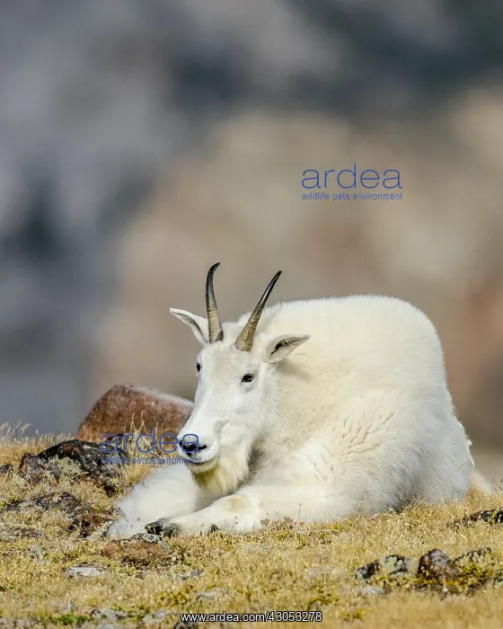 : Mountain Goat Billy (Oreamnos americanus) resting : Mountain Goat Billy (Oreamnos americanus) resting