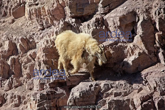 : Mountain Goat - climbing on rocks : Mountain Goat - climbing on rocks