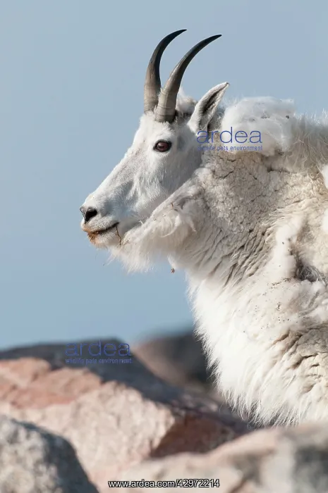 : Mountain Goat - close up of head : Mountain Goat - close up of head