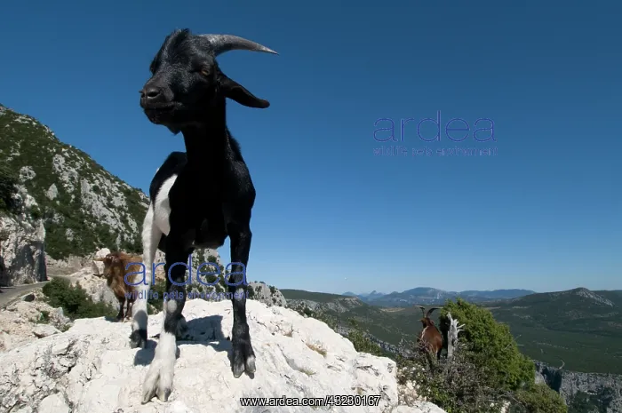 : Mountain goat, Gorges du Verdon, Provence : Mountain goat, Gorges du Verdon, Provence
