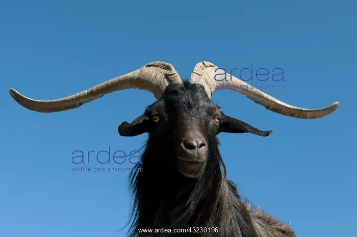 : Mountain goat, Gorges du Verdon, Provence : Mountain goat, Gorges du Verdon, Provence