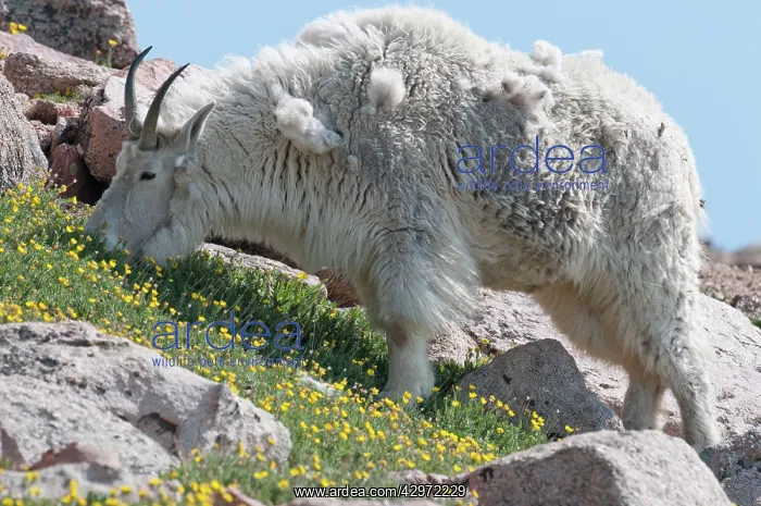 : Mountain Goat - grazing on steep slope : Mountain Goat - grazing on steep slope