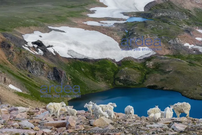 : Mountain Goat herd (Oreamnos americanus) in the : Mountain Goat herd (Oreamnos americanus) in the