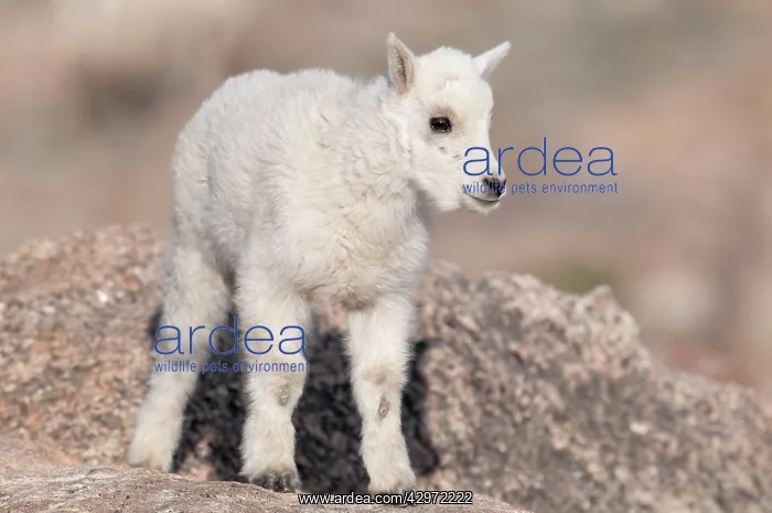 : Mountain Goat - kid standing on rock : Mountain Goat - kid standing on rock