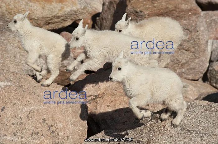: Mountain Goat - Four kids jumping over rocks : Mountain Goat - Four kids jumping over rocks