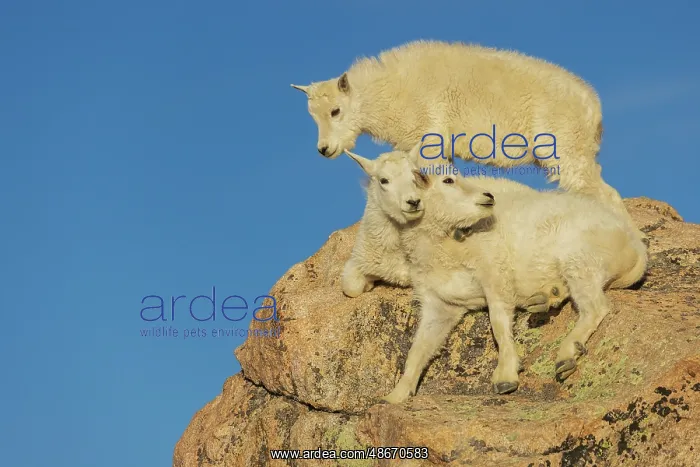  : Mountain goat kids playing in the alpine country of Colorado