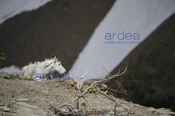 : Mountain Goat laying in summer molt - Mountain Goat : Mountain Goat laying in summer molt - Mountain Goat