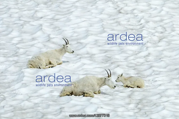 : Mountain Goat - lying down in snow : Mountain Goat - lying down in snow