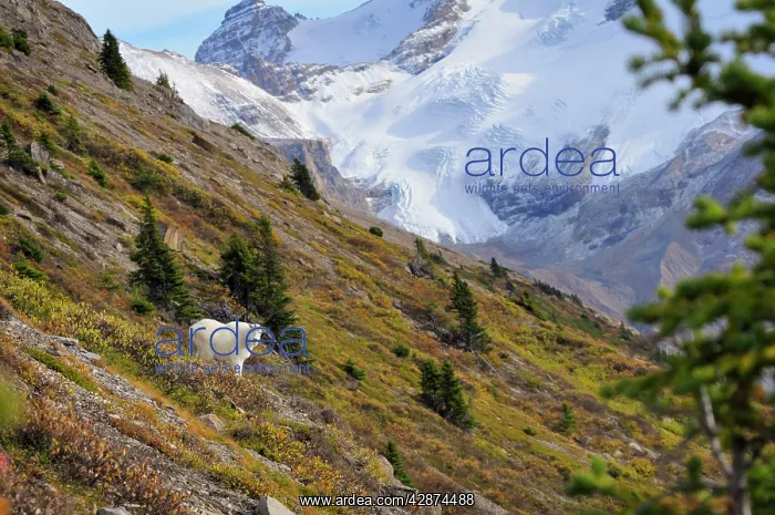 : Mountain Goat - on mountain side : Mountain Goat - on mountain side