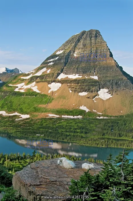 : Mountain Goat - nanny and kid lying down overlooking : Mountain Goat - nanny and kid lying down overlooking