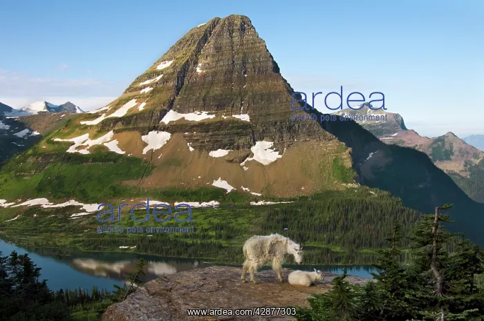 : Mountain Goat - nanny and kid lying down overlooking : Mountain Goat - nanny and kid lying down overlooking