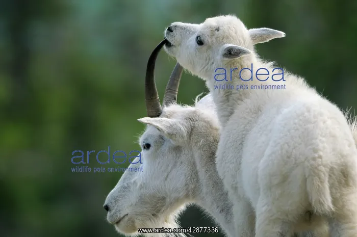 : Mountain Goat - nanny with young kid : Mountain Goat - nanny with young kid