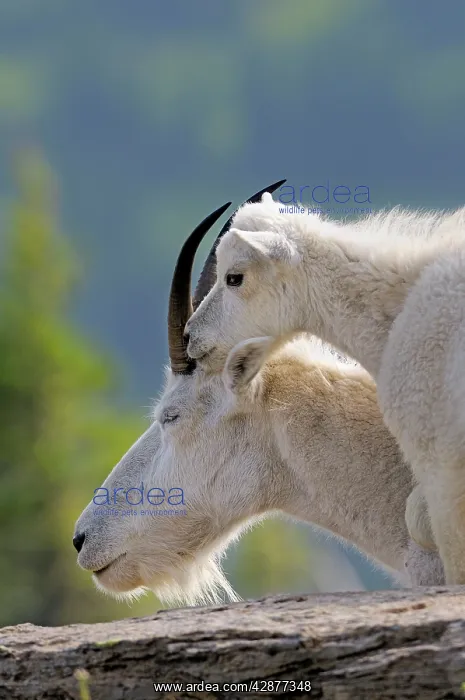 : Mountain Goat - nanny with young kid : Mountain Goat - nanny with young kid