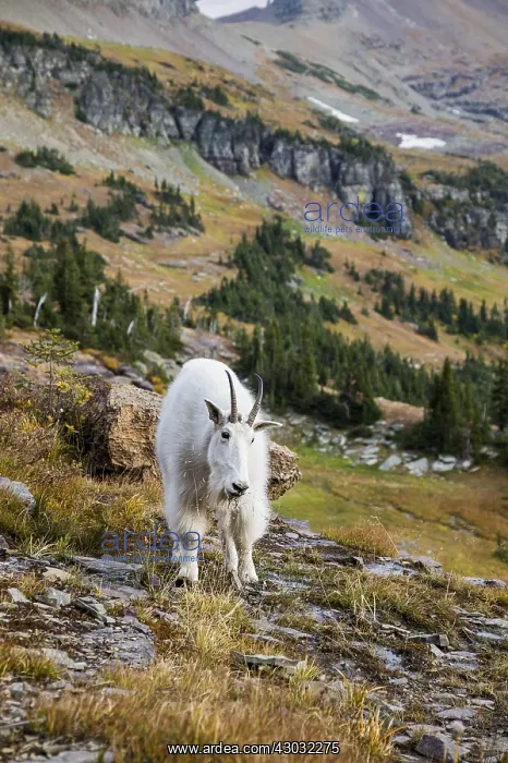 : Mountain Goat (Oreamnos americanus). Northern Rockies : Mountain Goat (Oreamnos americanus). Northern Rockies