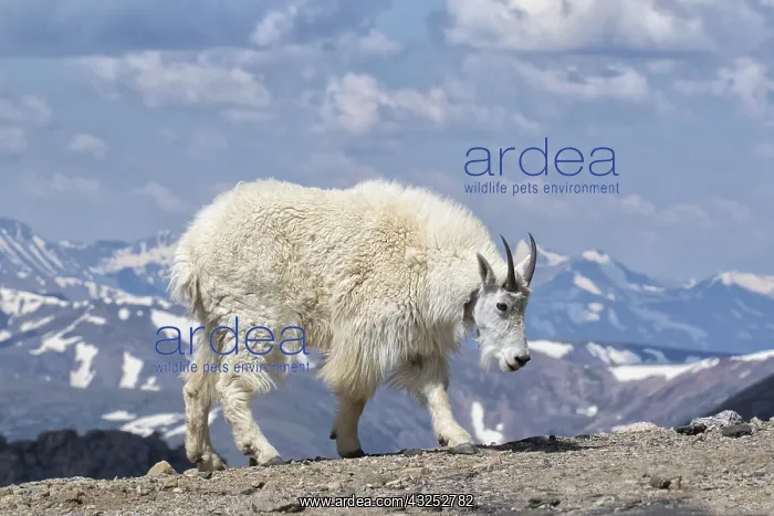 : Mountain Goat - Oreamnos americanUS female in summer : Mountain Goat - Oreamnos americanUS female in summer