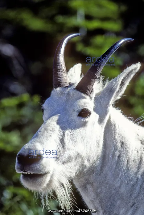 : Mountain Goat, Oreamnos americanus, In Glacier : Mountain Goat, Oreamnos americanus, In Glacier