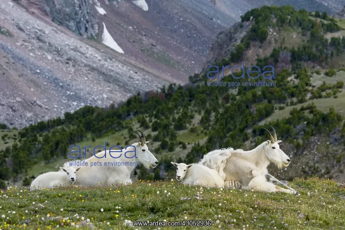 : Mountain Goat (Oreamnos americanus) nannies and : Mountain Goat (Oreamnos americanus) nannies and