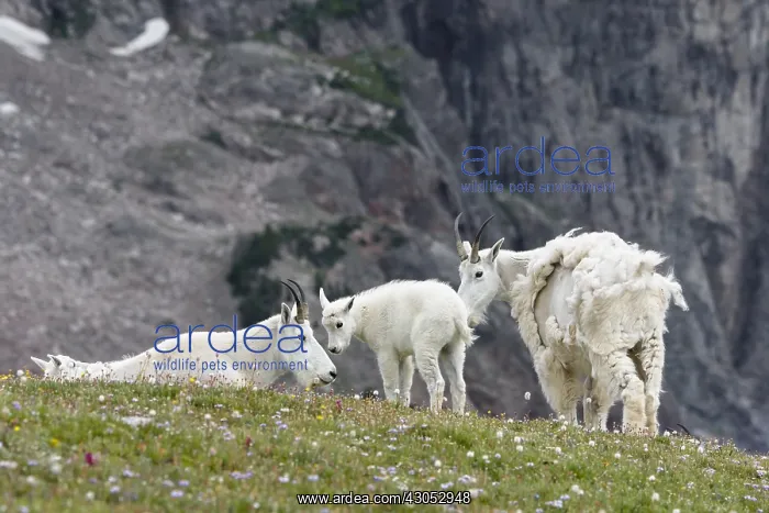 : Mountain Goat (Oreamnos americanus) nannies and : Mountain Goat (Oreamnos americanus) nannies and