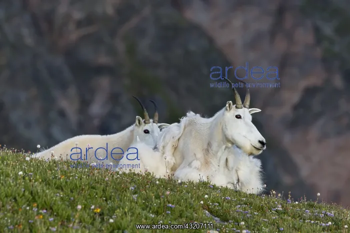 : Mountain Goat (Oreamnos americanus) nannies and : Mountain Goat (Oreamnos americanus) nannies and