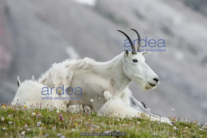 : Mountain Goat (Oreamnos americanus) nanny and kid : Mountain Goat (Oreamnos americanus) nanny and kid