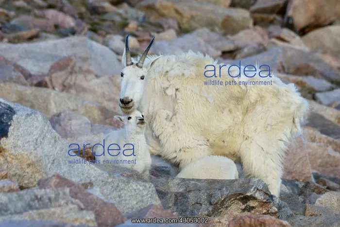 : Mountain Goat (Oreamnos americanus) nanny and kid : Mountain Goat (Oreamnos americanus) nanny and kid