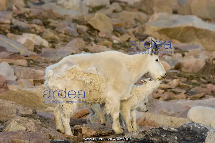 : Mountain Goat (Oreamnos americanus) nanny and kids : Mountain Goat (Oreamnos americanus) nanny and kids