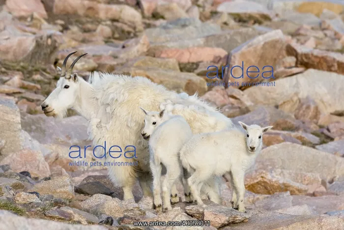 : Mountain Goat (Oreamnos americanus) nanny and kids : Mountain Goat (Oreamnos americanus) nanny and kids