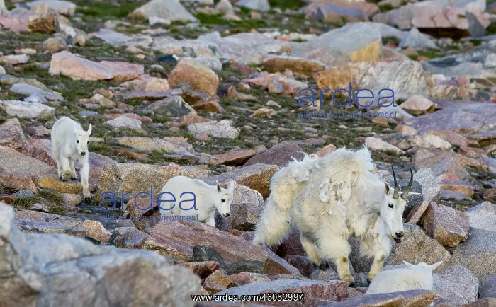 : Mountain Goat (Oreamnos americanus) nanny with young : Mountain Goat (Oreamnos americanus) nanny with young