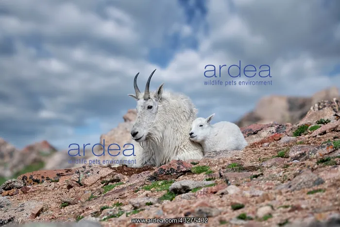 : Mountain Goat, Oreamnos americanus in summer. Femaile and y : Mountain Goat, Oreamnos americanus in summer. Femaile and y