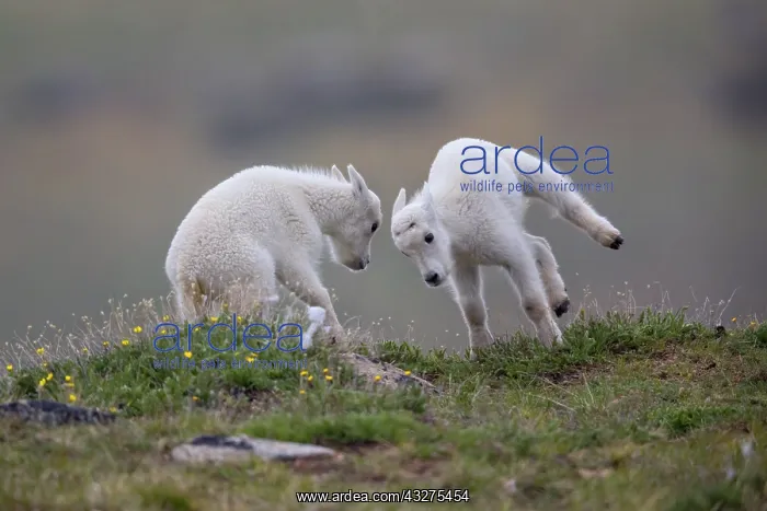 : Mountain Goat, Oreamnos americanus in summer. A large hoofe : Mountain Goat, Oreamnos americanus in summer. A large hoofe