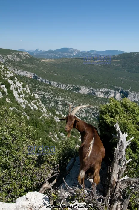 : Mountain goat overlooking the Gorges du : Mountain goat overlooking the Gorges du