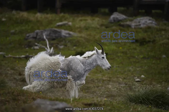 : Mountain Goat standing in summer molt - Mountain : Mountain Goat standing in summer molt - Mountain