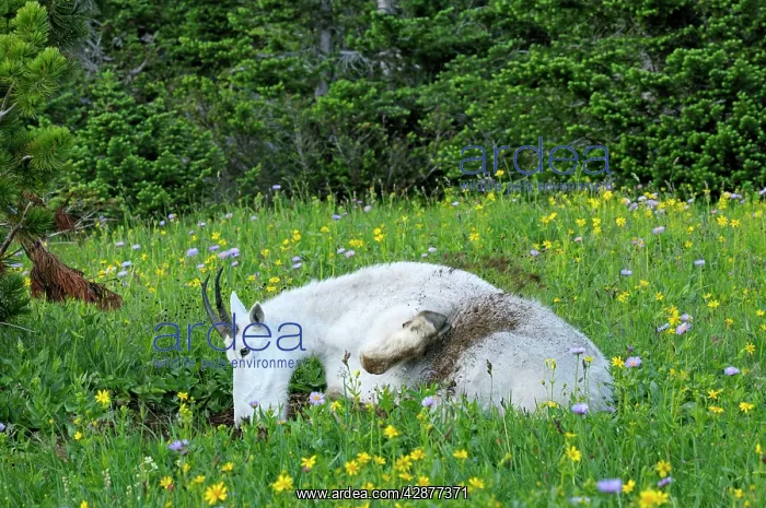 : Mountain Goat - using dirt wallow : Mountain Goat - using dirt wallow