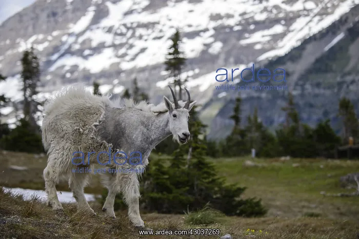 : Mountain Goat walking in summer molt - Mountain : Mountain Goat walking in summer molt - Mountain