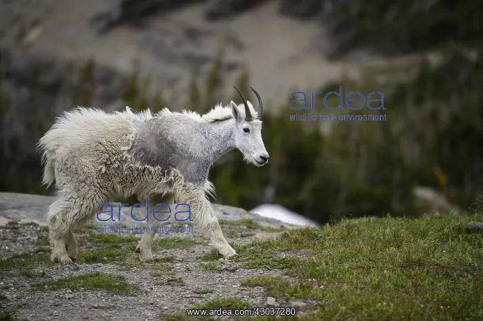 : Mountain Goat walking in summer molt - Mountain : Mountain Goat walking in summer molt - Mountain