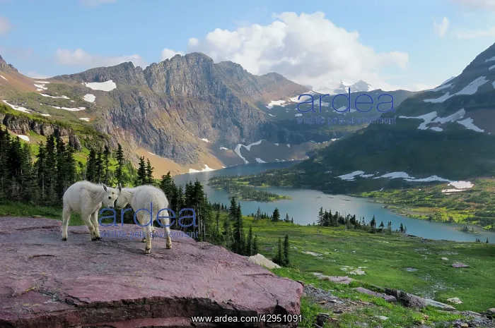 : Mountain Goats - kids playing : Mountain Goats - kids playing