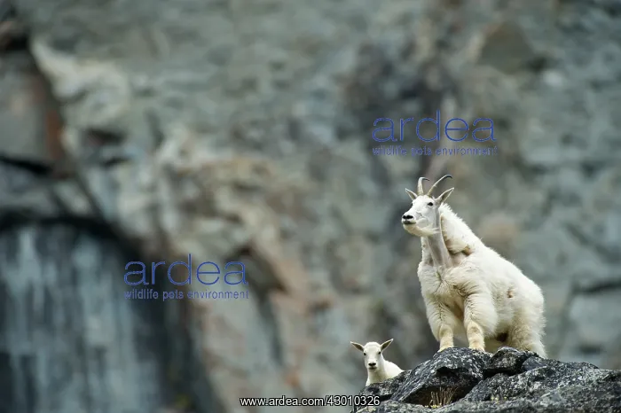 : Mountain Goats mother and young Coast Mountains : Mountain Goats mother and young Coast Mountains