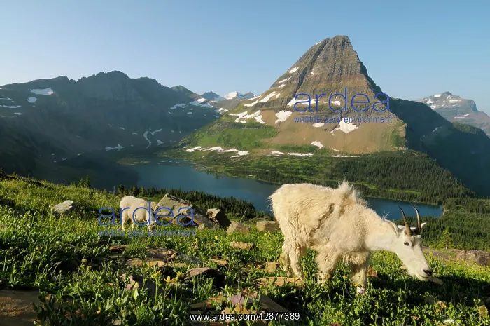 : Mountain Goats - nanny and kid near Hidden Lake : Mountain Goats - nanny and kid near Hidden Lake