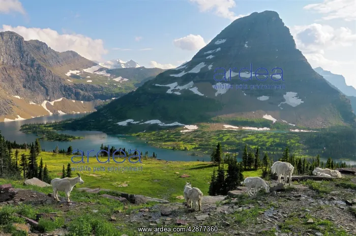 : Mountain Goats - near Hidden Lake and Bearhat Mountain : Mountain Goats - near Hidden Lake and Bearhat Mountain