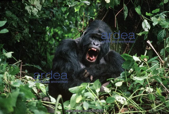 : Mountain Gorilla : Mountain Gorilla