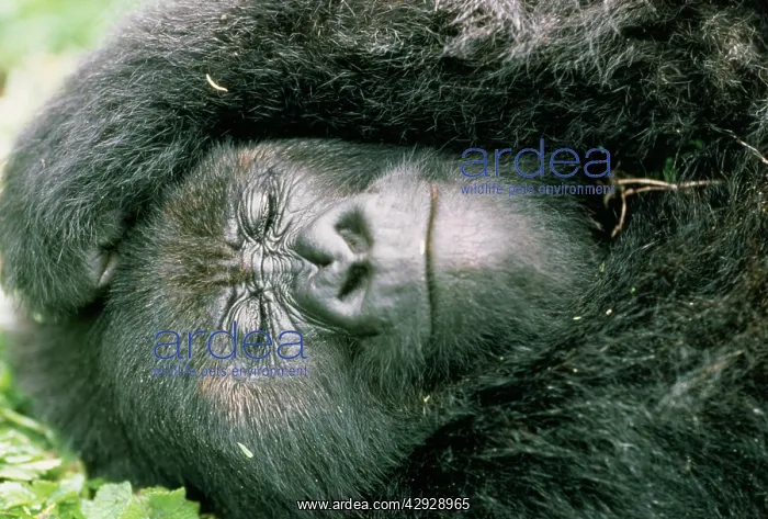  : Mountain Gorilla