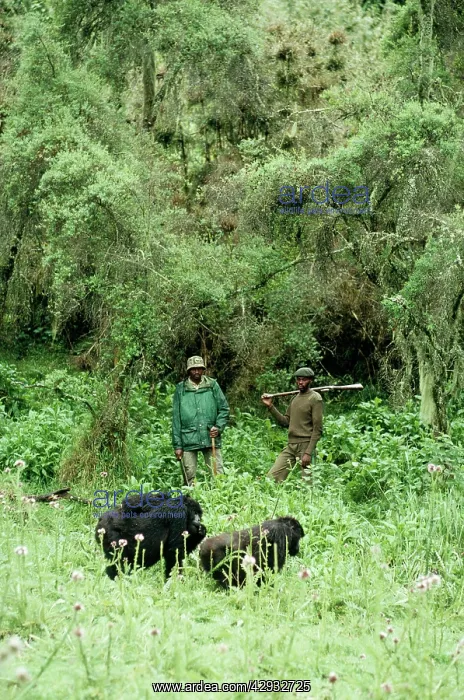 : Mountain Gorilla : Mountain Gorilla