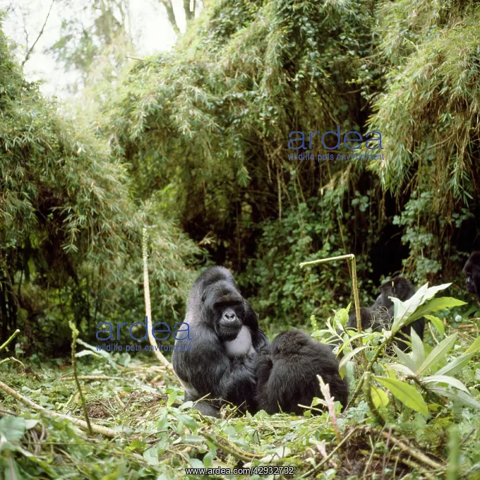 : Mountain Gorilla : Mountain Gorilla