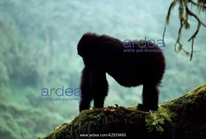 : Mountain Gorilla : Mountain Gorilla