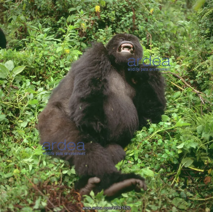 : Mountain Gorilla : Mountain Gorilla