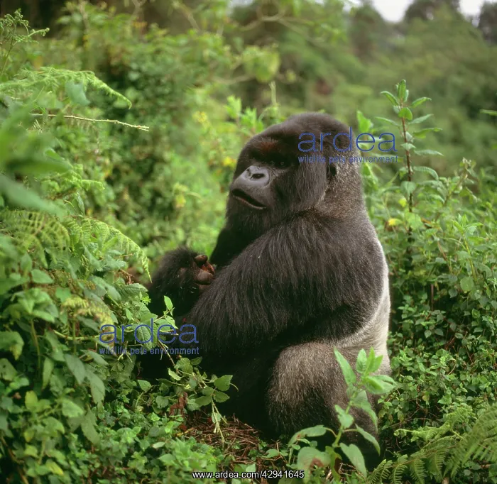: Mountain Gorilla : Mountain Gorilla