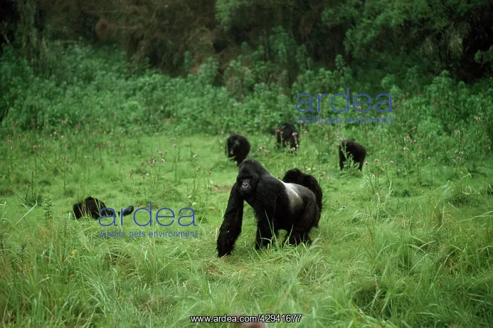 : Mountain Gorilla : Mountain Gorilla