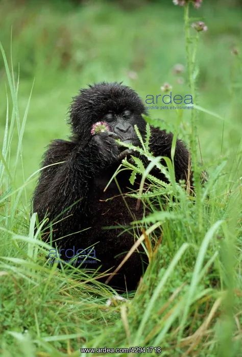 : Mountain Gorilla : Mountain Gorilla